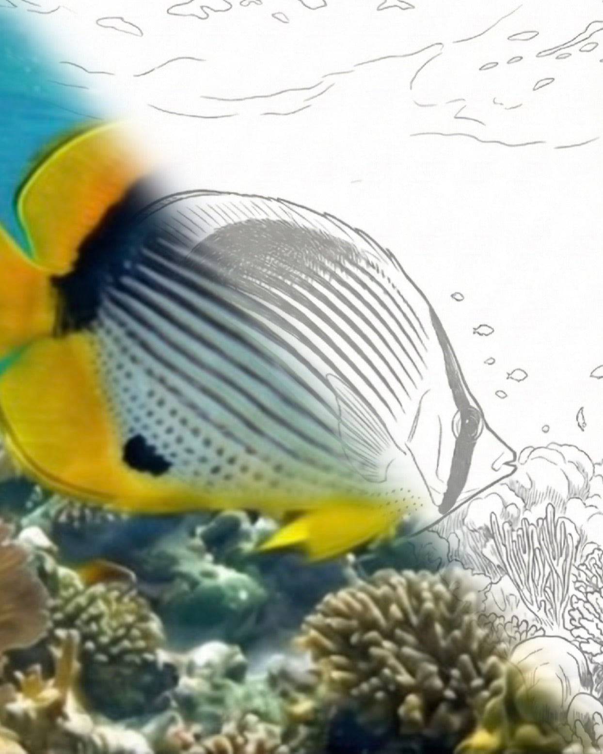 Schwarzer Falterfisch (Chaetodon melannotus) | Marine Explorer Färbeset