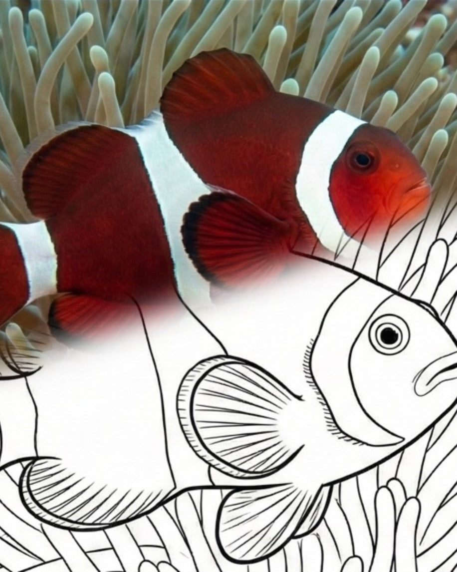 Maroon Clownfish (Premnas biaculeatus) | Marine Explorer Coloring Kit
