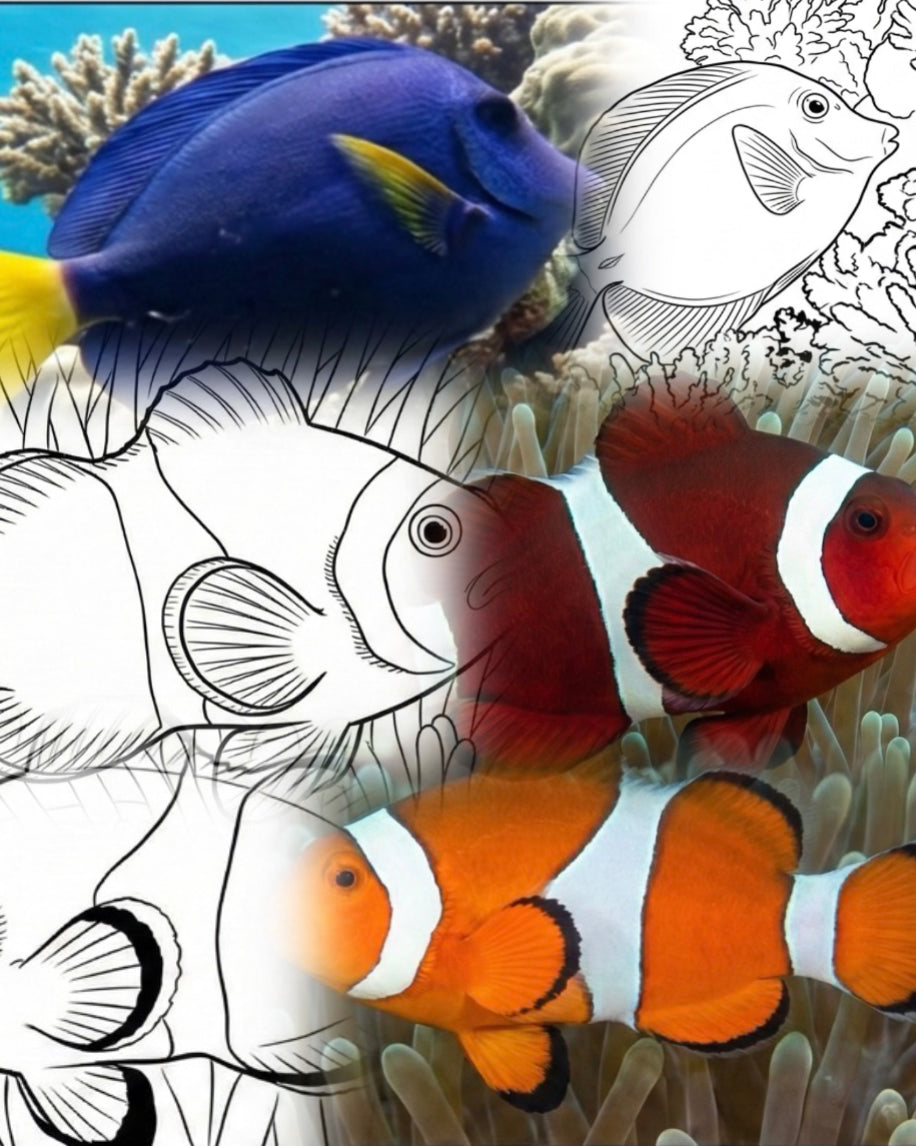 Reef Fish Coloring Bundle (4 Species) | Marine Explorer Coloring Kit