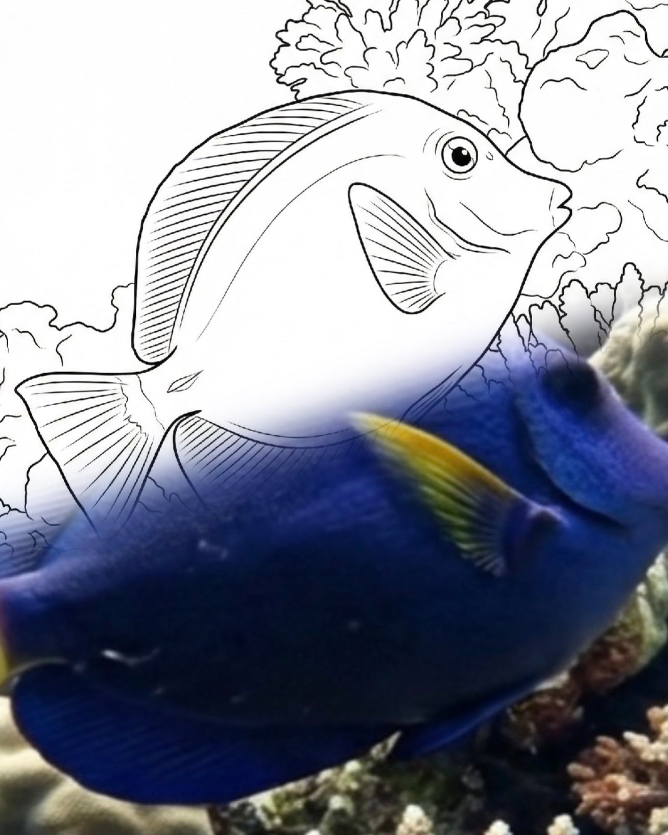 パープル・タン(Zebrasoma xanthurum) | マリン・エクスプローラー・ぬりえキット