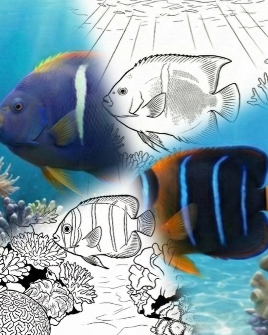 King Angelfish Life Cycle Bundle (Juvenile & Adult) | Marine Explorer Coloring Kit