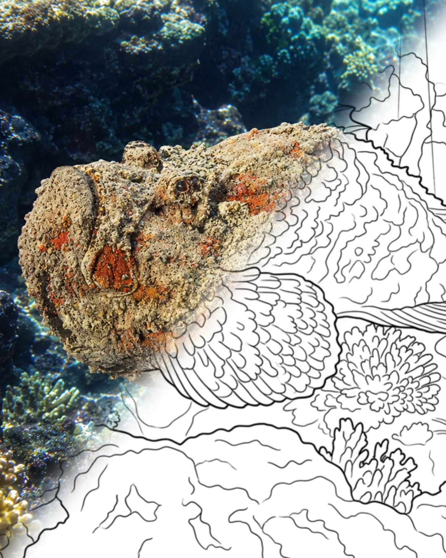 Reef Stonefish (Synanceia verrucosa) | Marine Explorer Coloring Kit