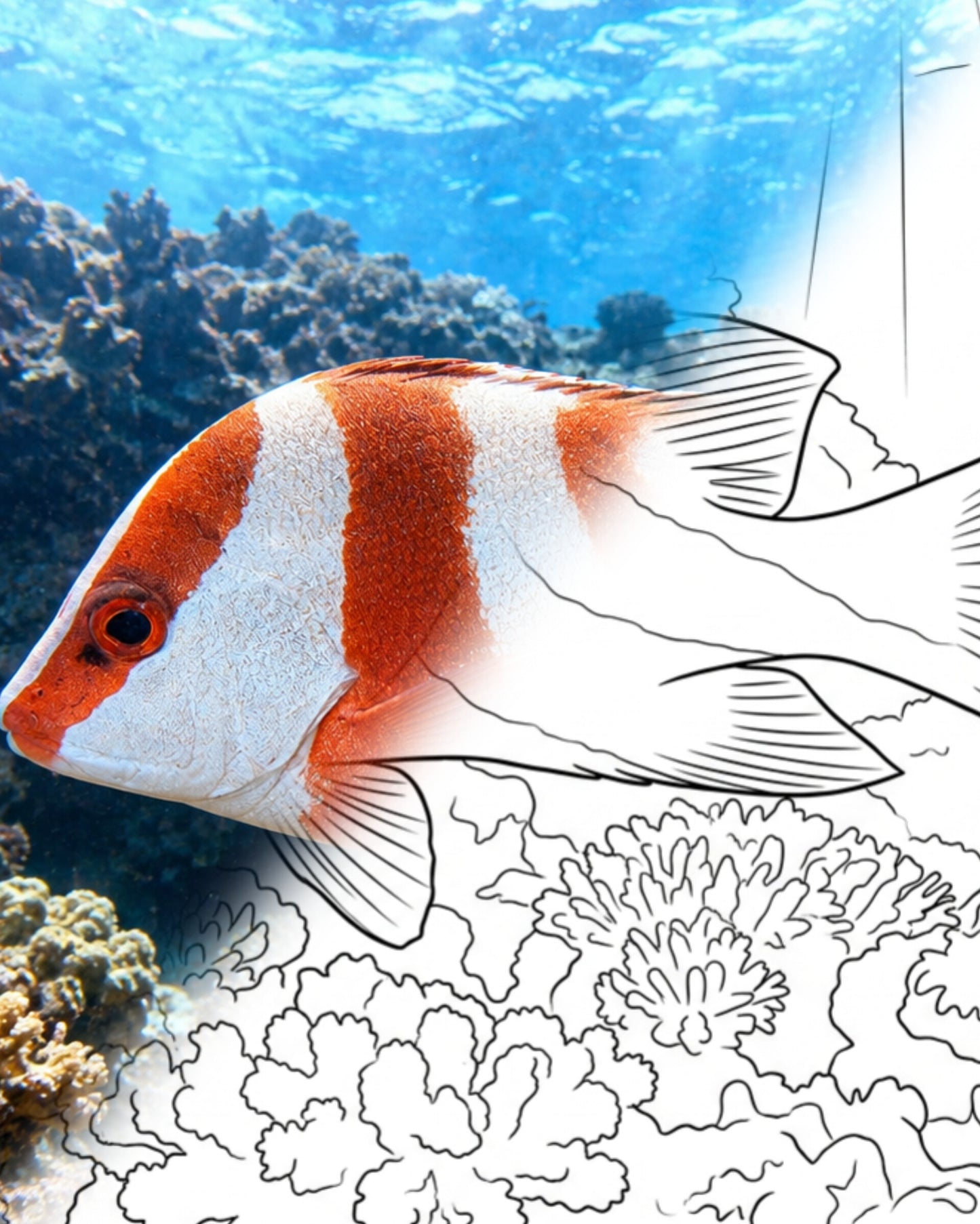 Emperor Red Snapper (Lutjanus sebae) | Marine Explorer Coloring Kit