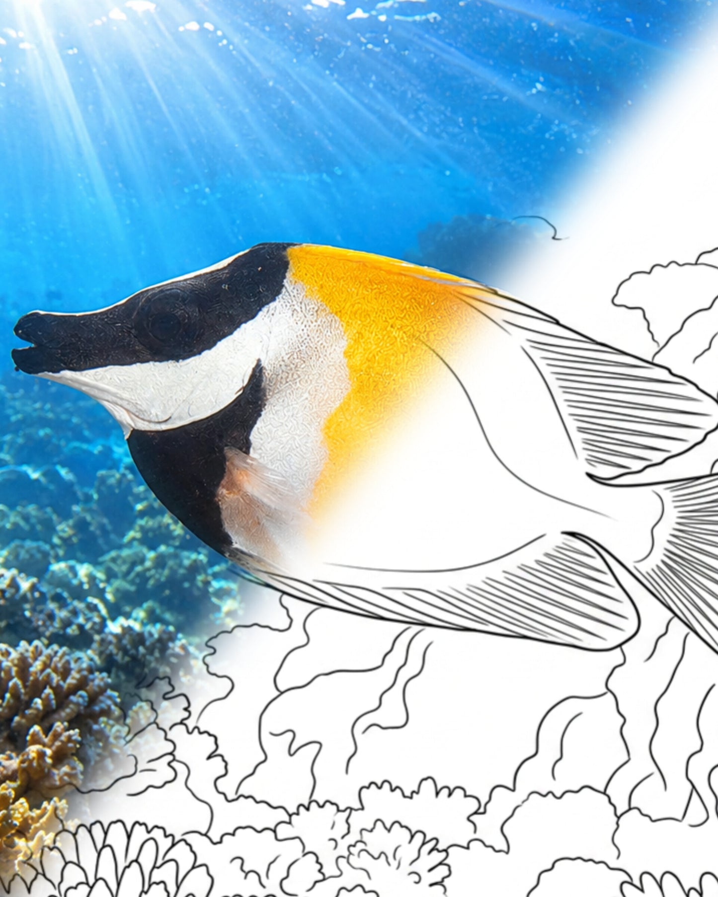 Foxface Rabbitfish (Siganus vulpinus) | Marine Explorer Coloring Kit