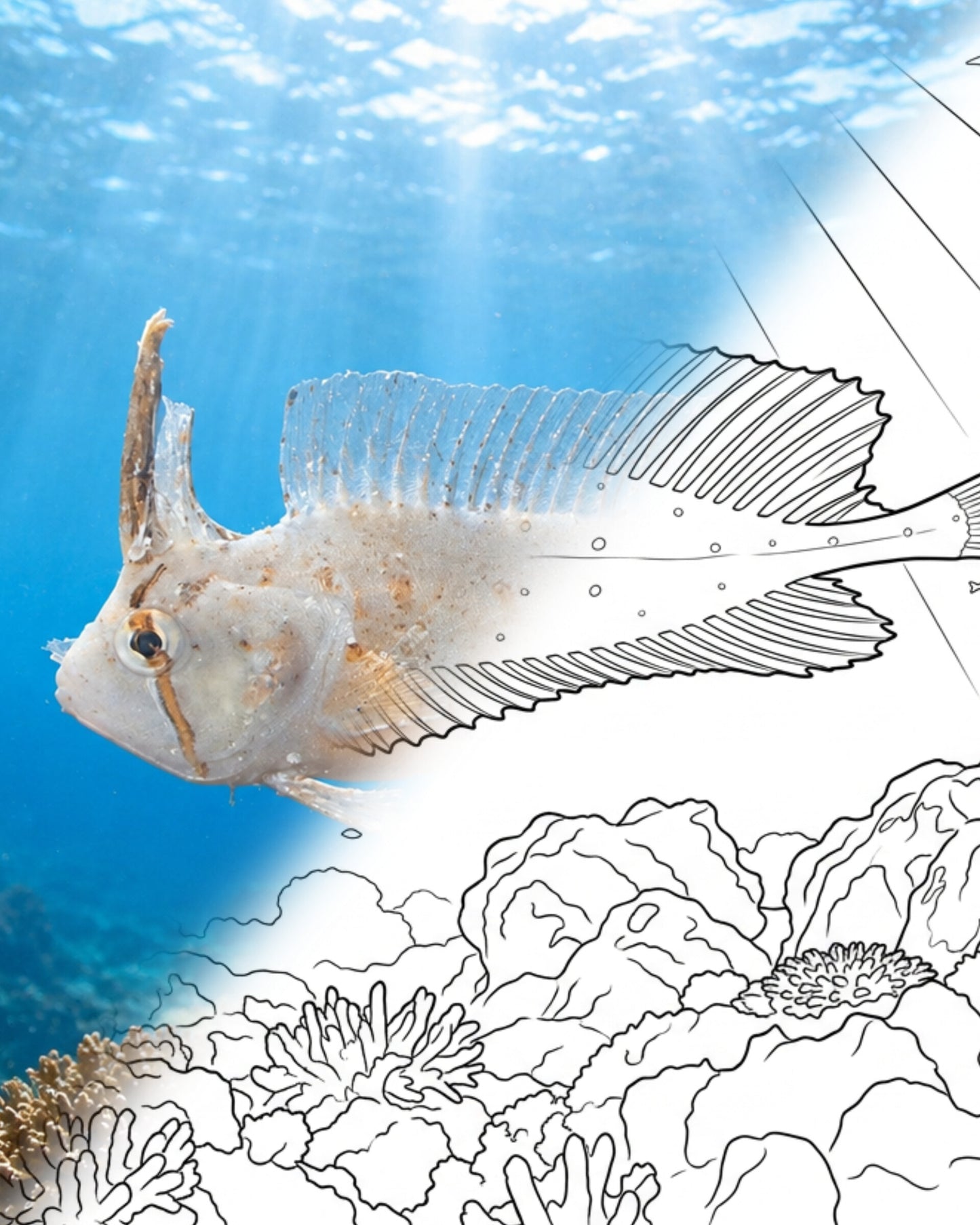 Golden Weedfish (Cristiceps aurantiacus) | Marine Explorer Coloring Kit