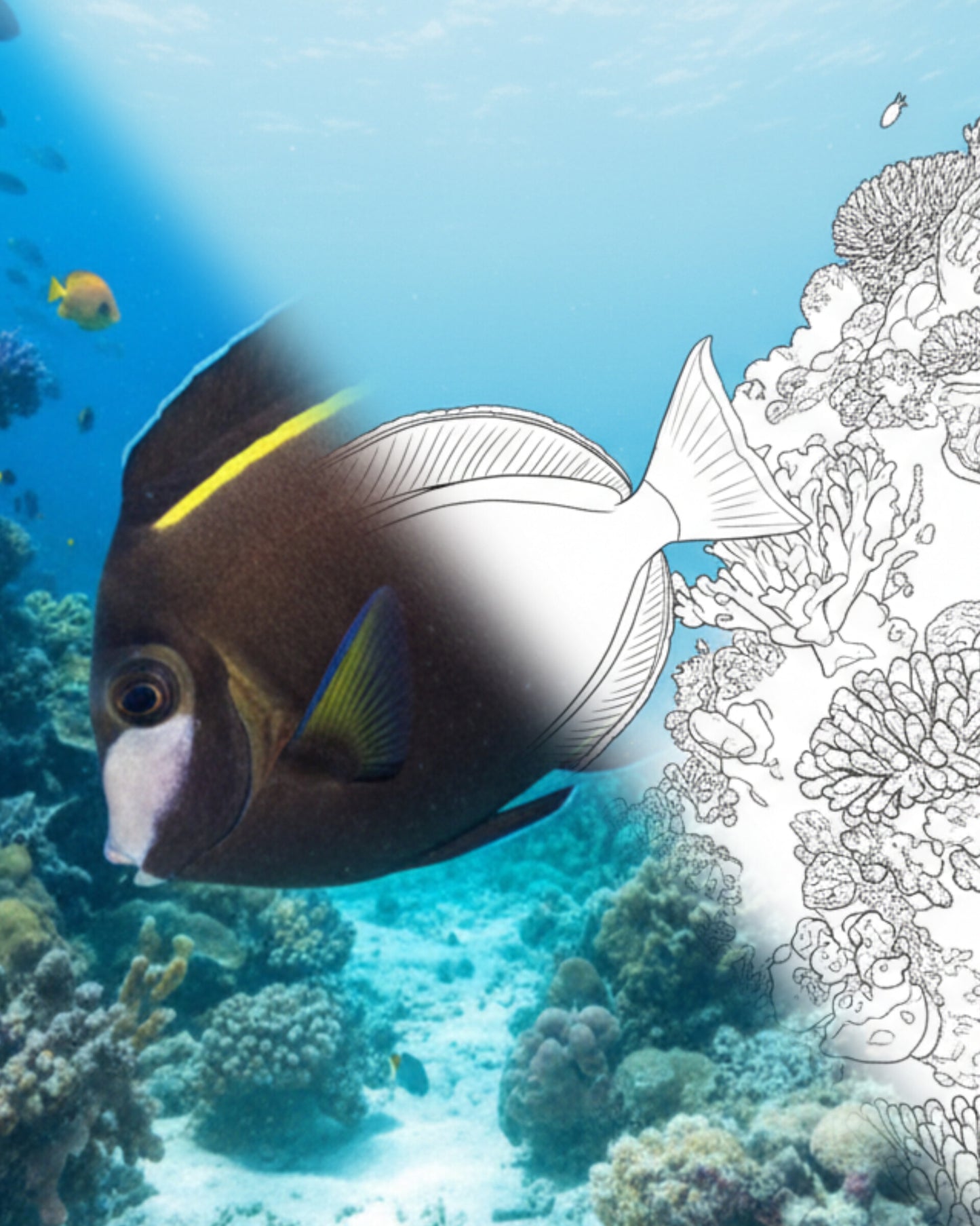 Pulverförmiger Brauner Tang (Acanthurus japonicus) | Marine Explorer Färbeset