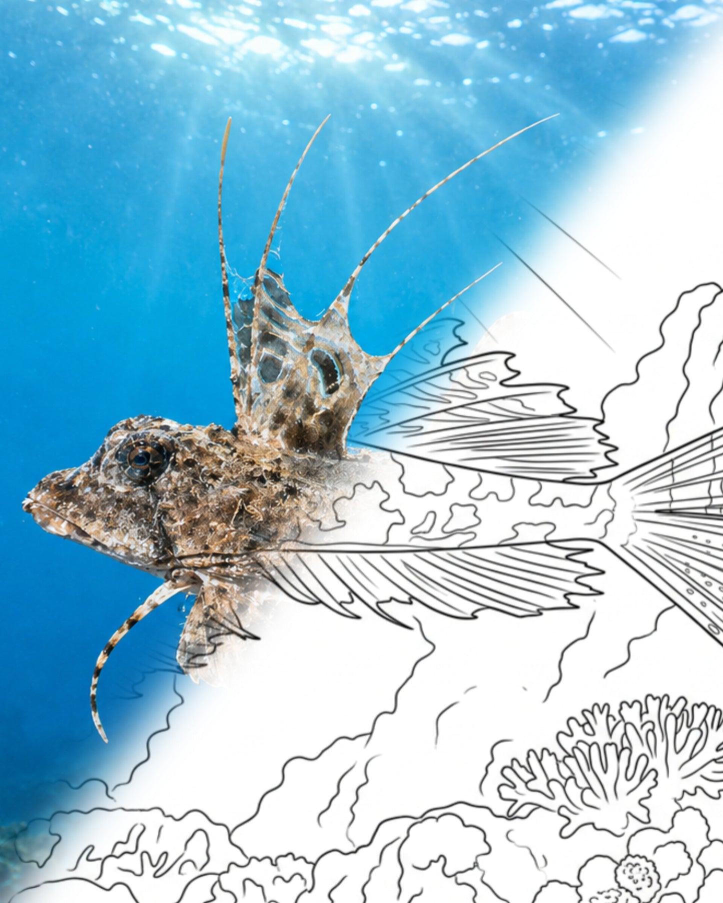 Dactylopus dactylopus (Dactylopus dactylopus) | Kit para colorear de Explorador Marino