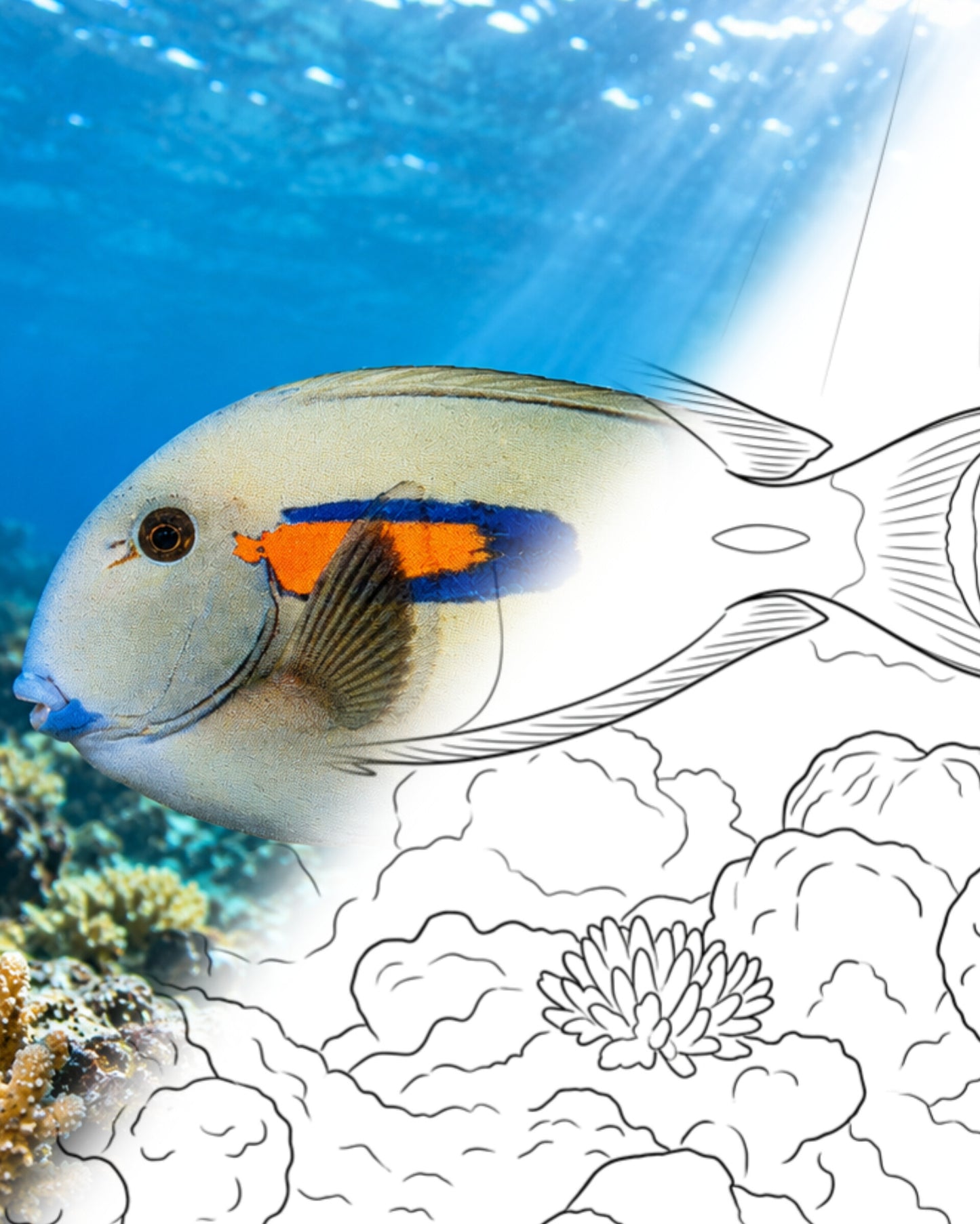 Orange Shoulder Tang (Acanthurus olivaceus) | Marine Explorer Coloring Kit