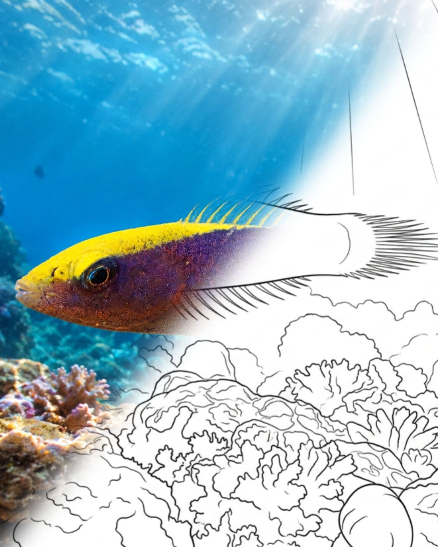Yellowcheek Wrasse Juvenile (Halichoeres cyanocephalus) | Marine Explorer Coloring Kit