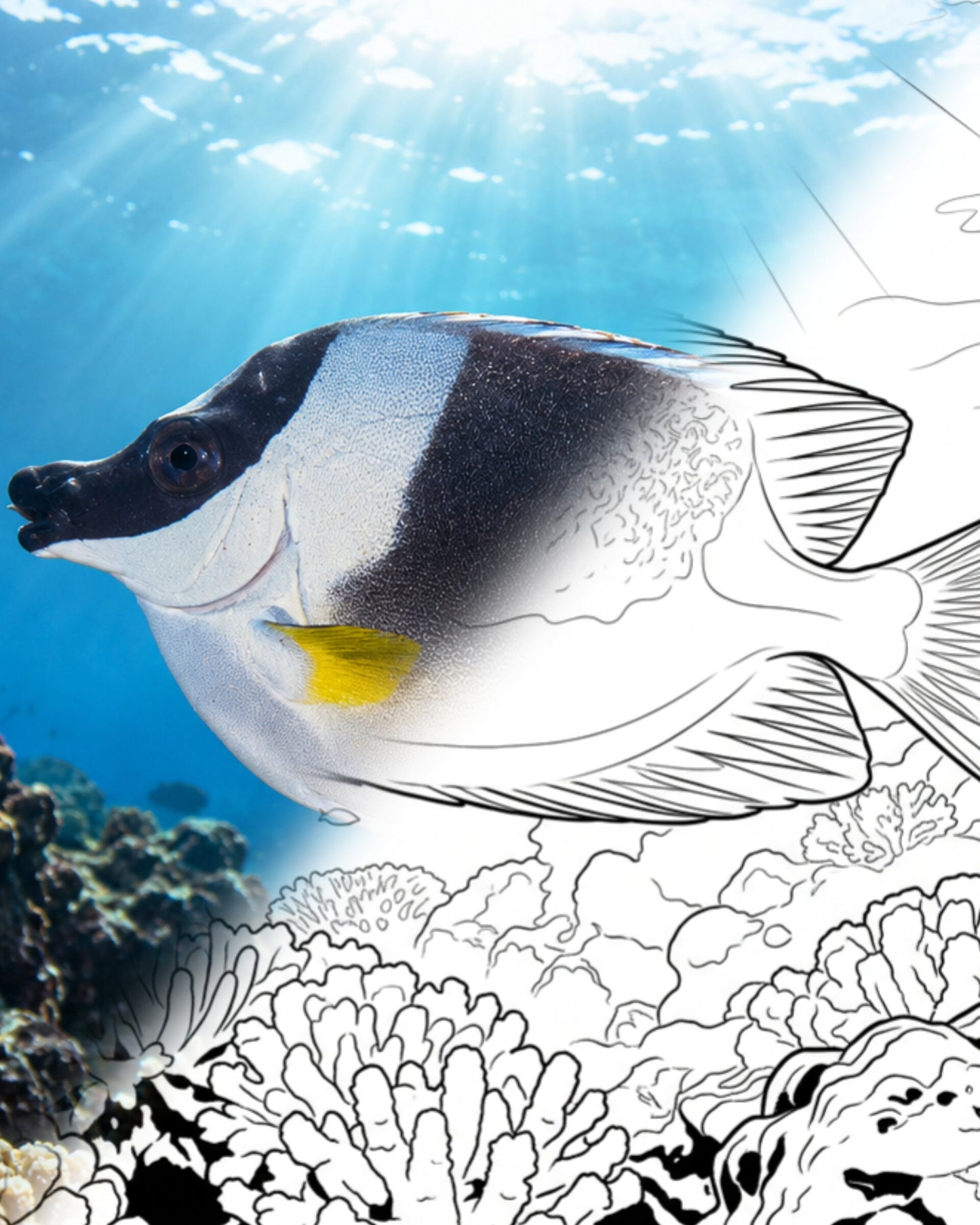 Magnificent Foxface Rabbitfish (Siganus magnificus) | Marine Explorer Coloring Kit