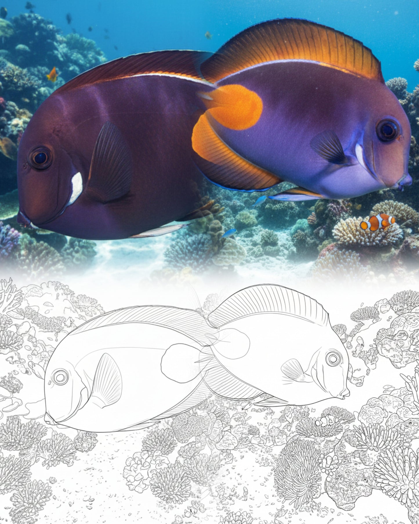 Achilles Tang (Acanthurus achilles) - Dual Color Phase | Marine Explorer Coloring Kit