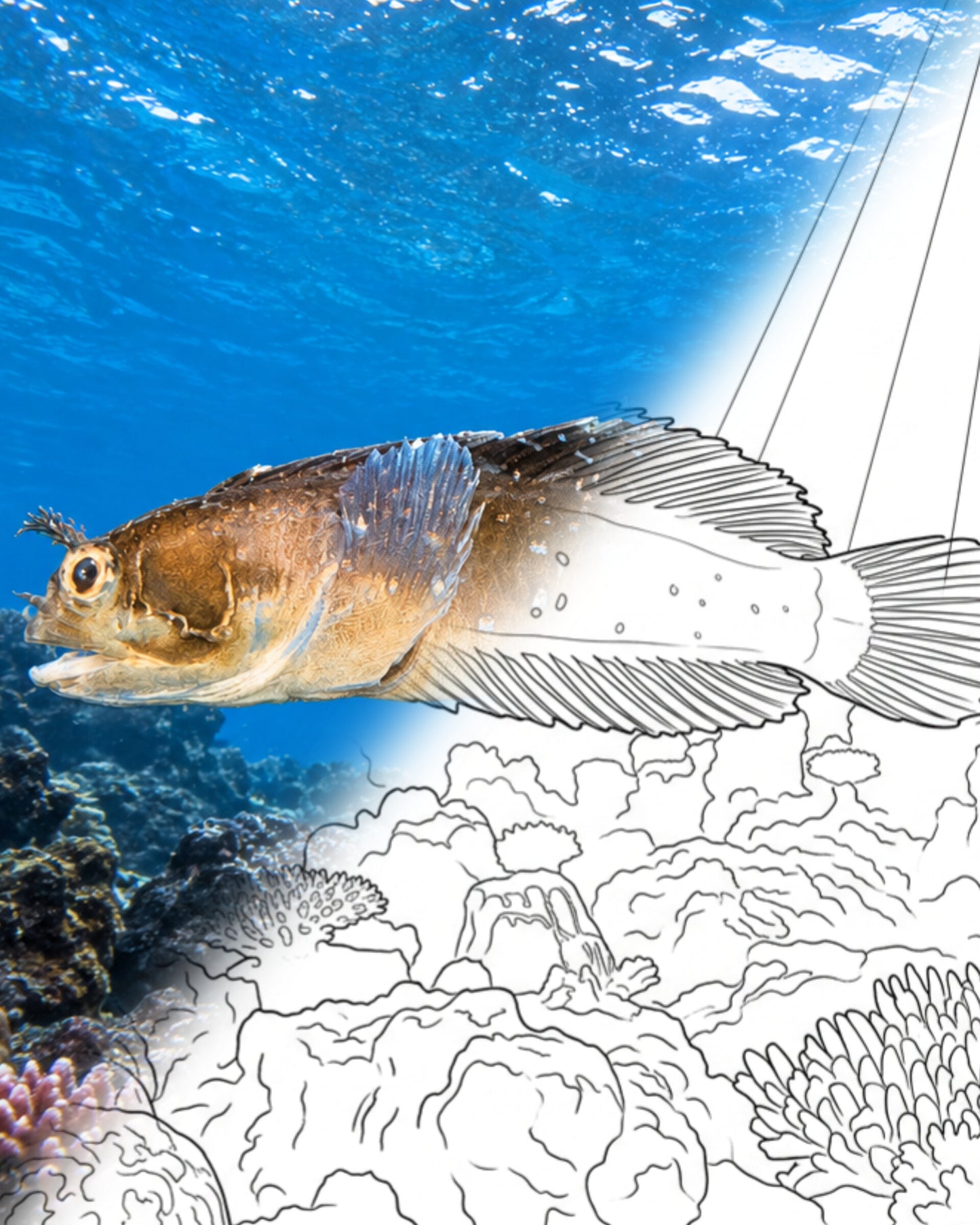 Reef-sand Blenny (Ekemblemaria myersi) | Marine Explorer Coloring Kit