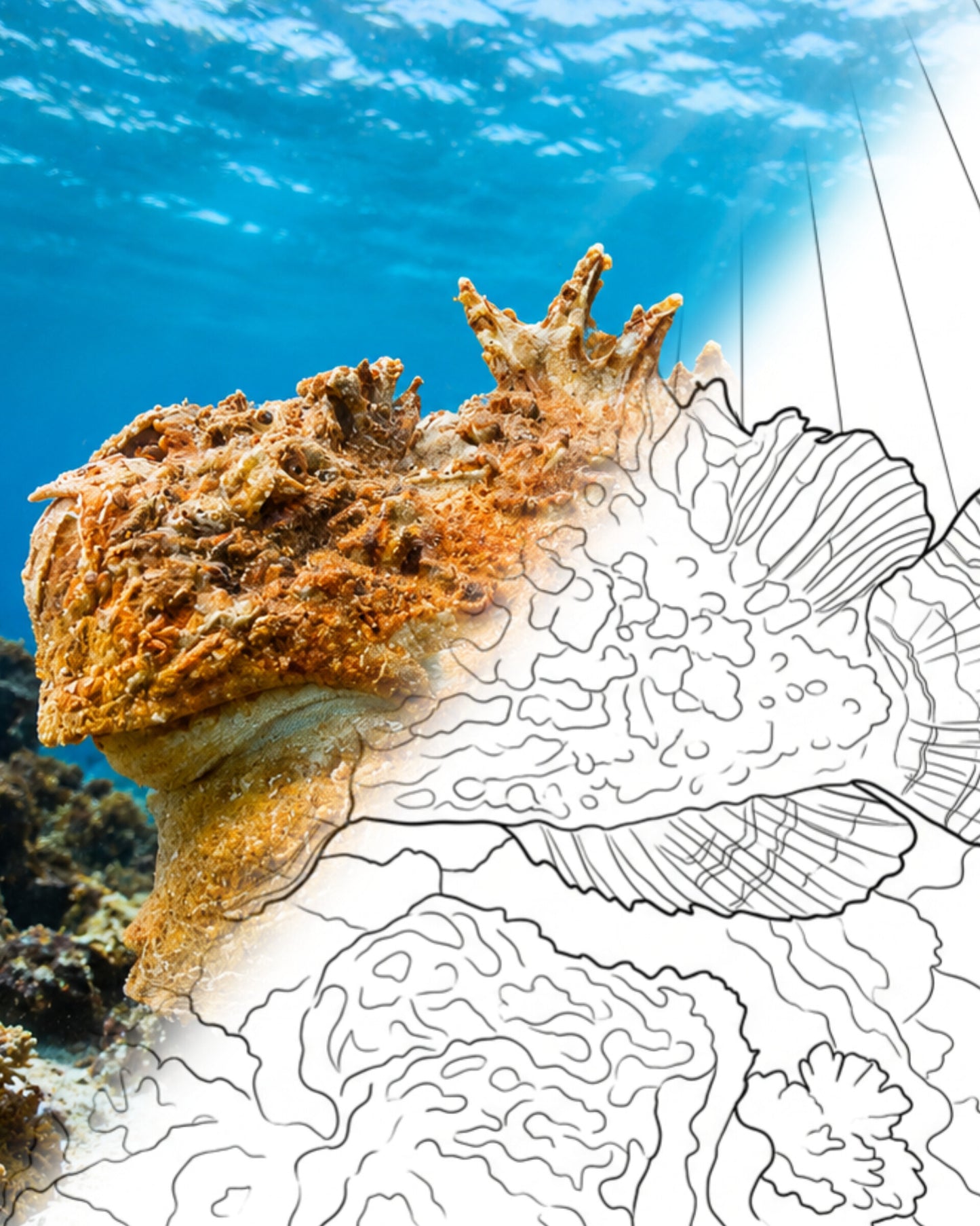 Midget Stonefish (Synanceia alula) | Marine Explorer Coloring Kit
