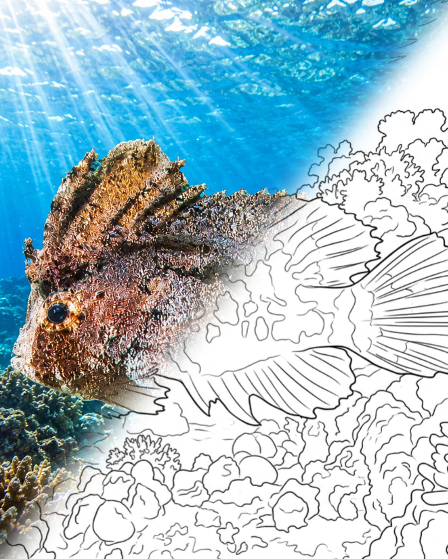 Cockatoo Waspfish (Ablabys taenianotus) | Marine Explorer Coloring Kit