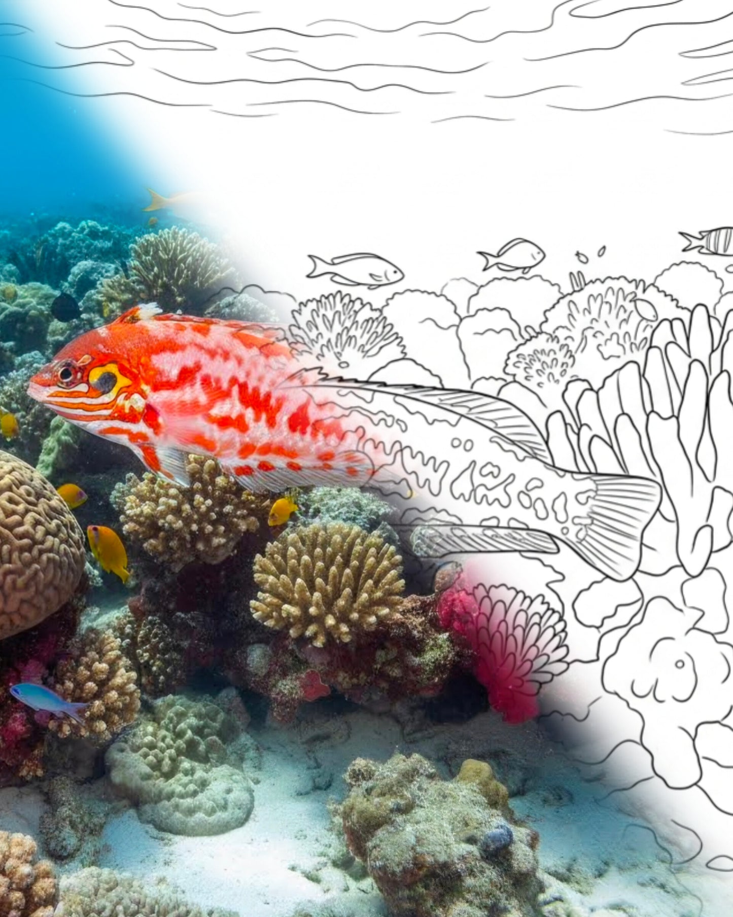 Choat's Leopard Wrasse (Macropharyngodon choati) - Adult | Marine Explorer Coloring Kit