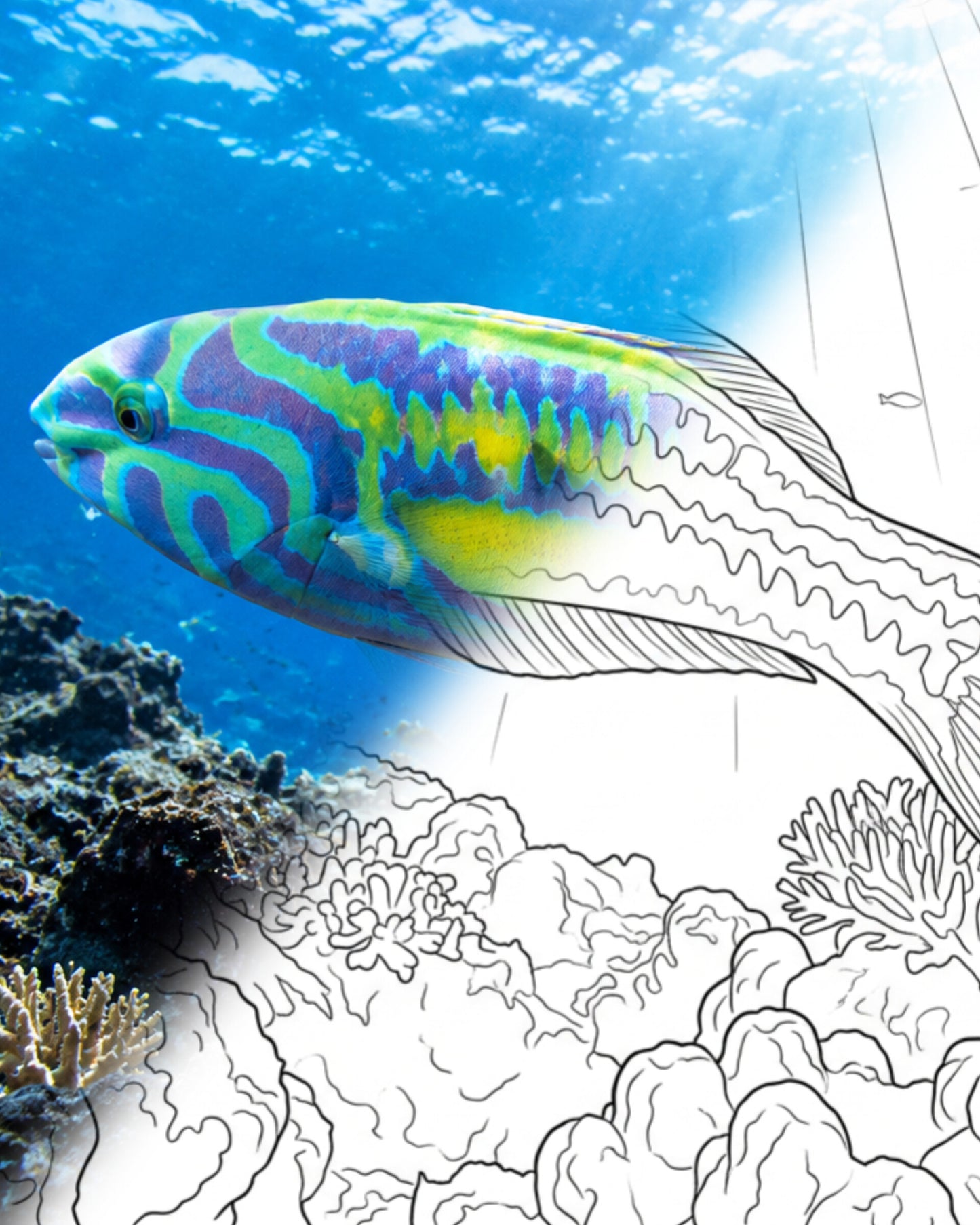 Five-Stripe Wrasse (Thalassoma quinquevittatum) | Marine Explorer Coloring Kit