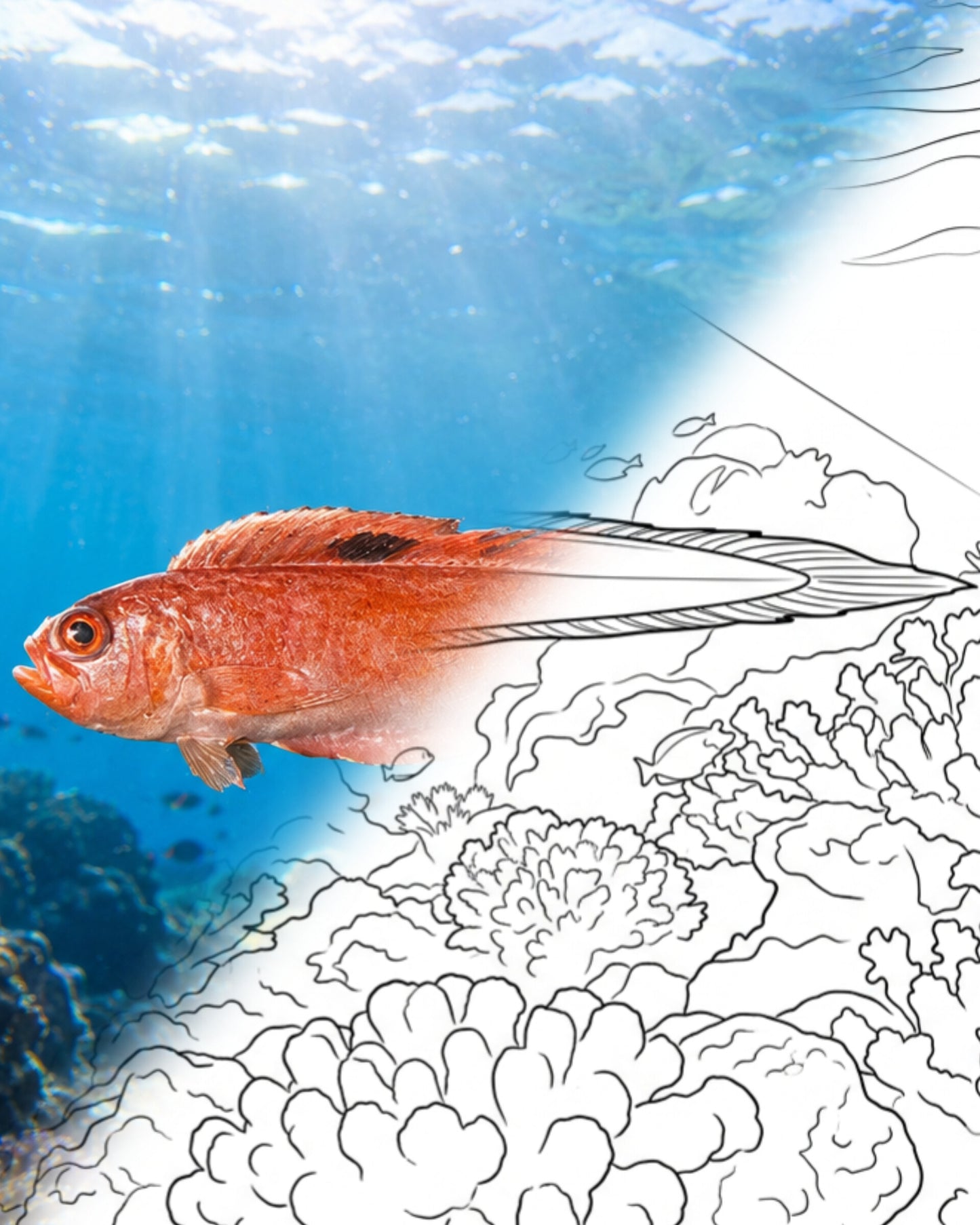 Blackspot Bandfish (Acanthocepola limbata) | Marine Explorer Coloring Kit