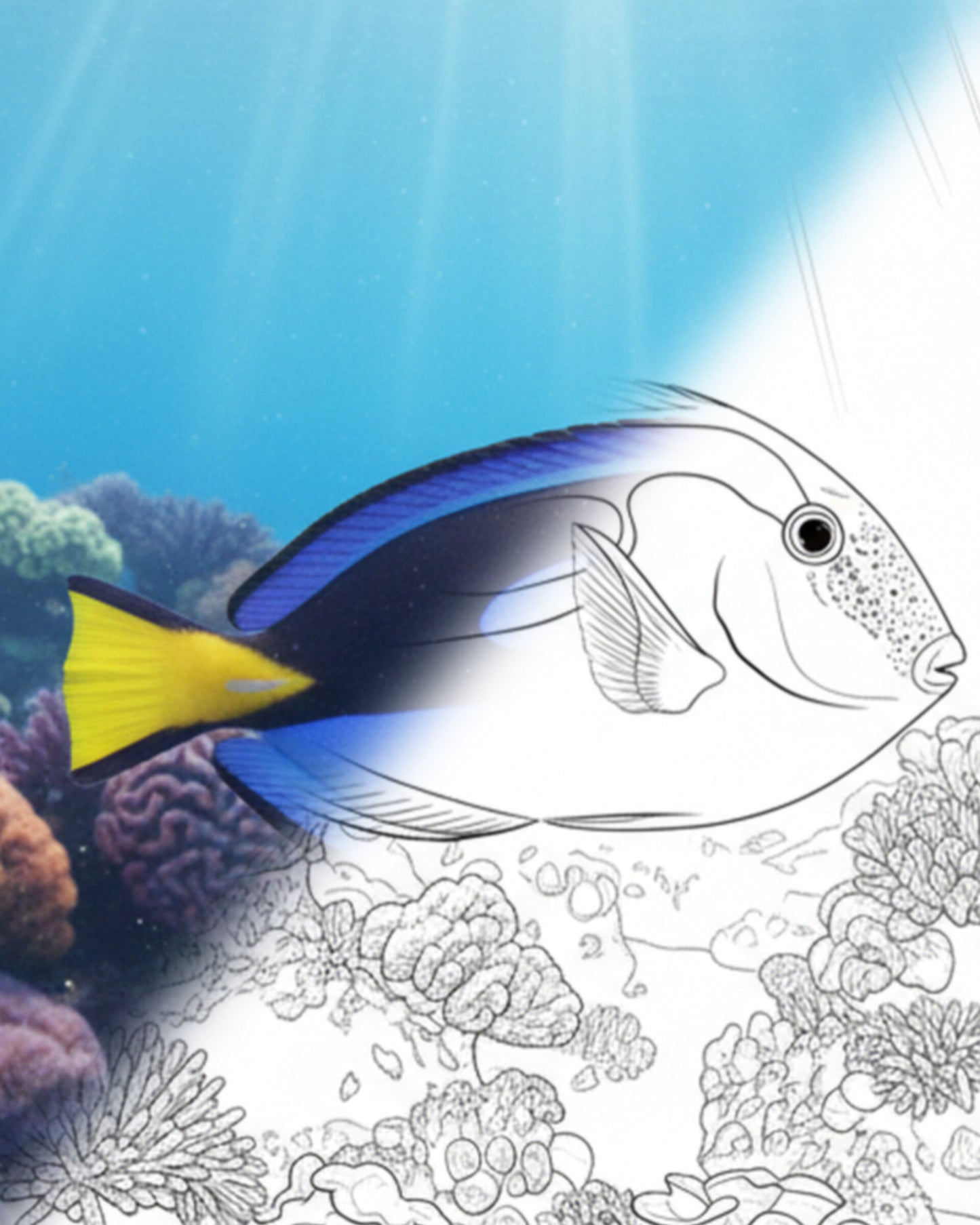 Indischer Ozean Blauer Tang (Paracanthurus hepatus) - Gelbbauchvariante | Marine Explorer Färbeset