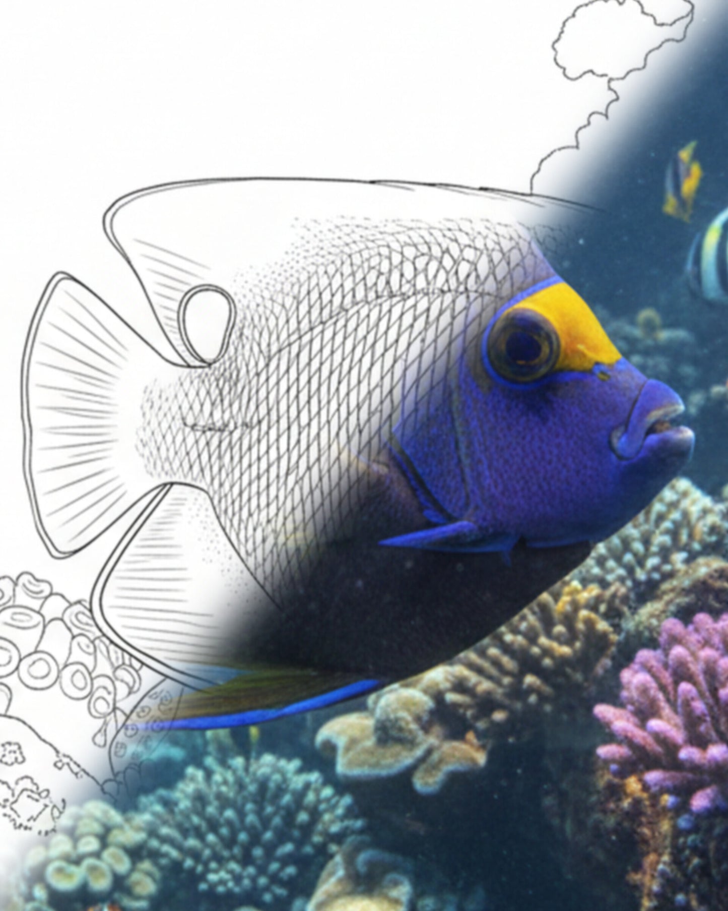 Yellowmask Angelfish (Euxiphipops xanthometopon) - Adult | Marine Explorer Coloring Kit