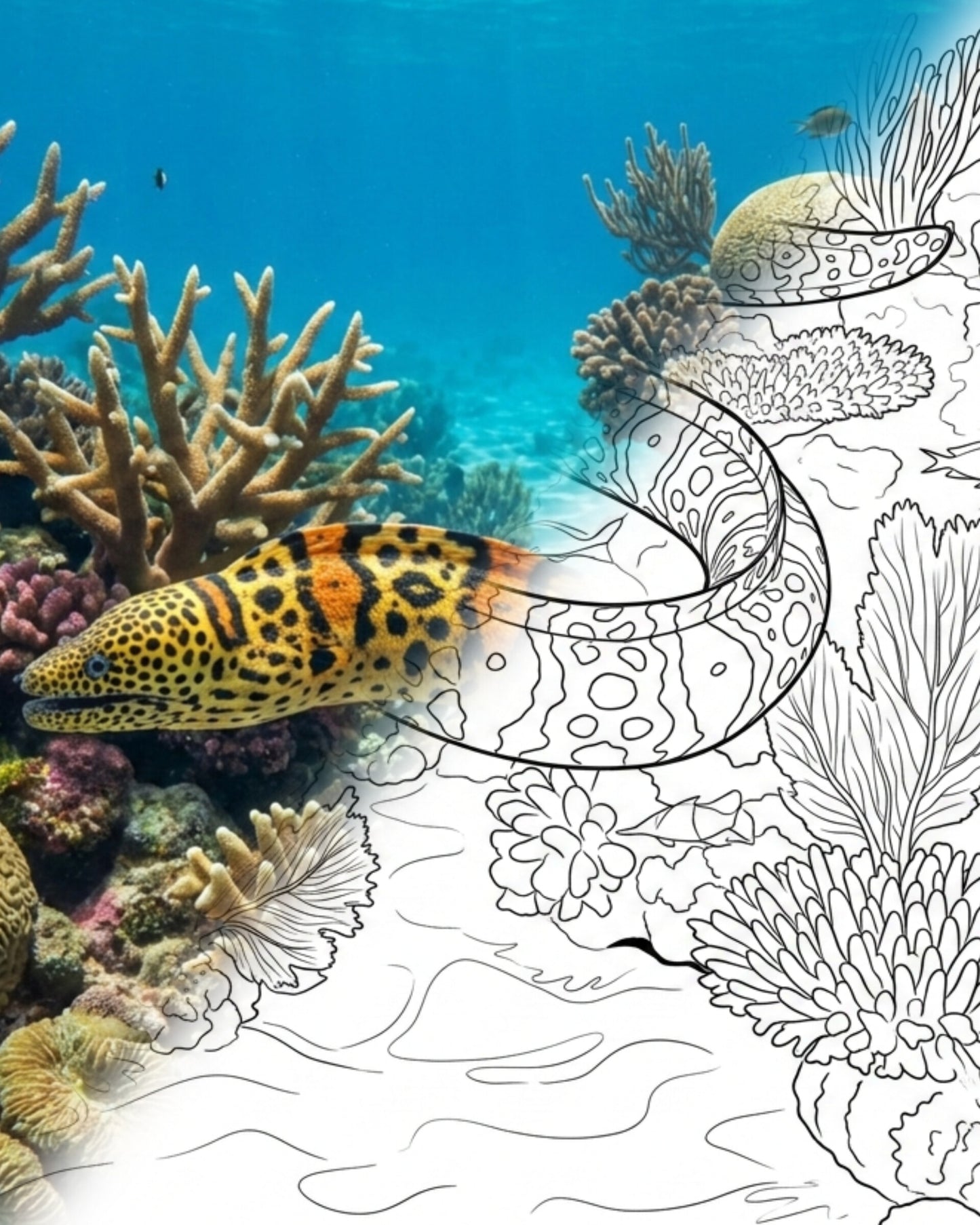 Smallfish Snake Eel (Quassiremus notochir)| Marine Explorer Coloring Kit