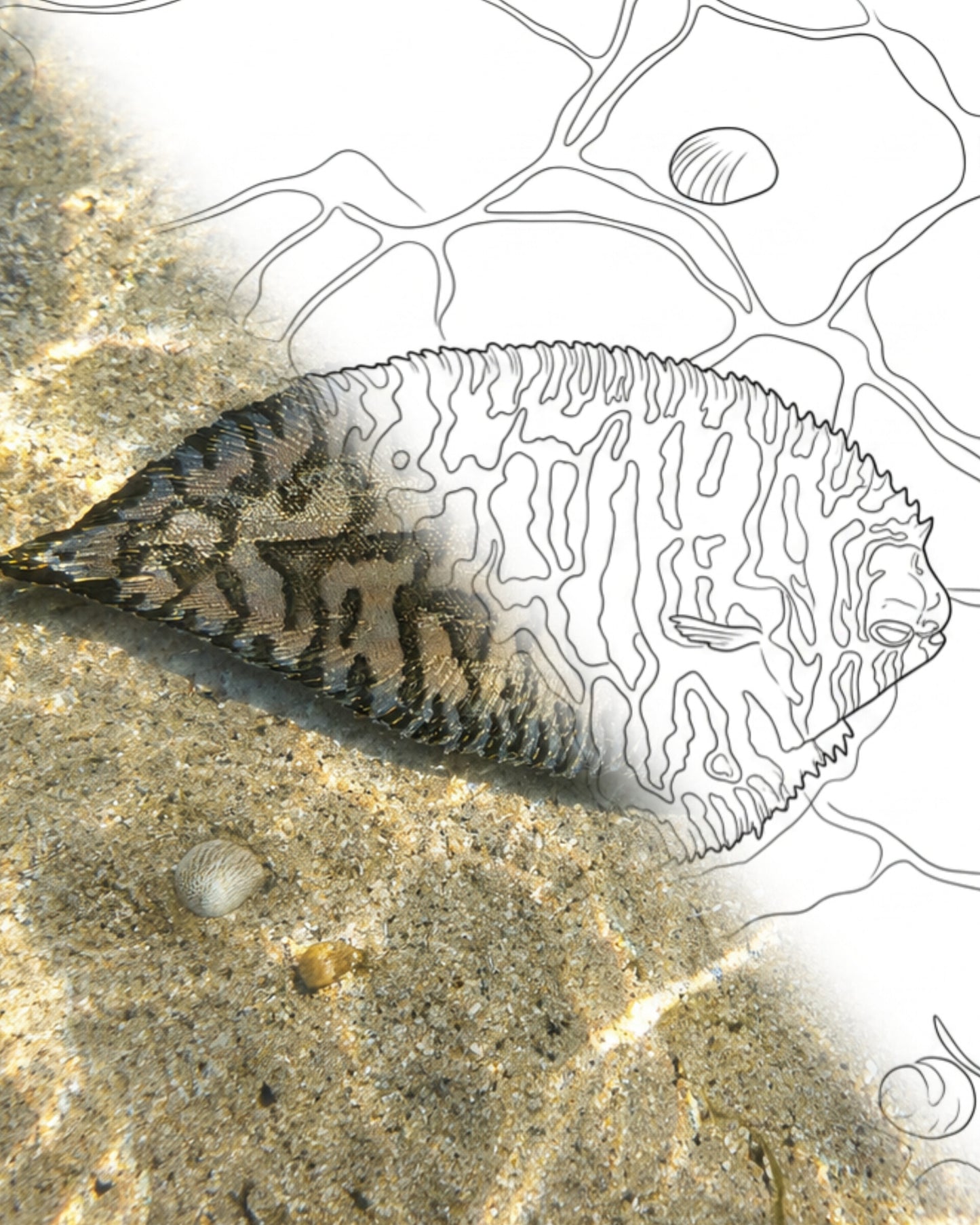 سمك موسى أسود الطرف (Soleichthys heterorhinos) | مجموعة تلوين "مستكشف الحياة البحرية"