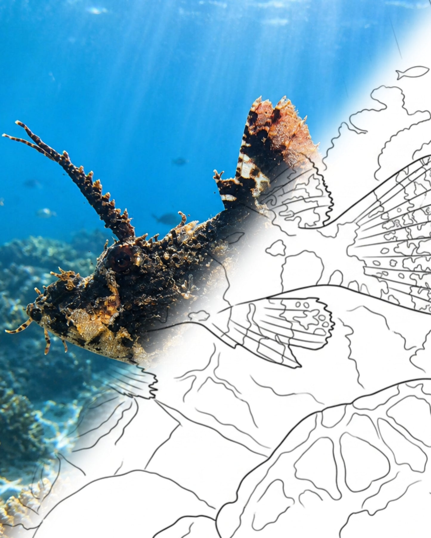 Scorpion à franges (Scorpaenopsis oxycephala) | Marine Explorer Coloring Kit