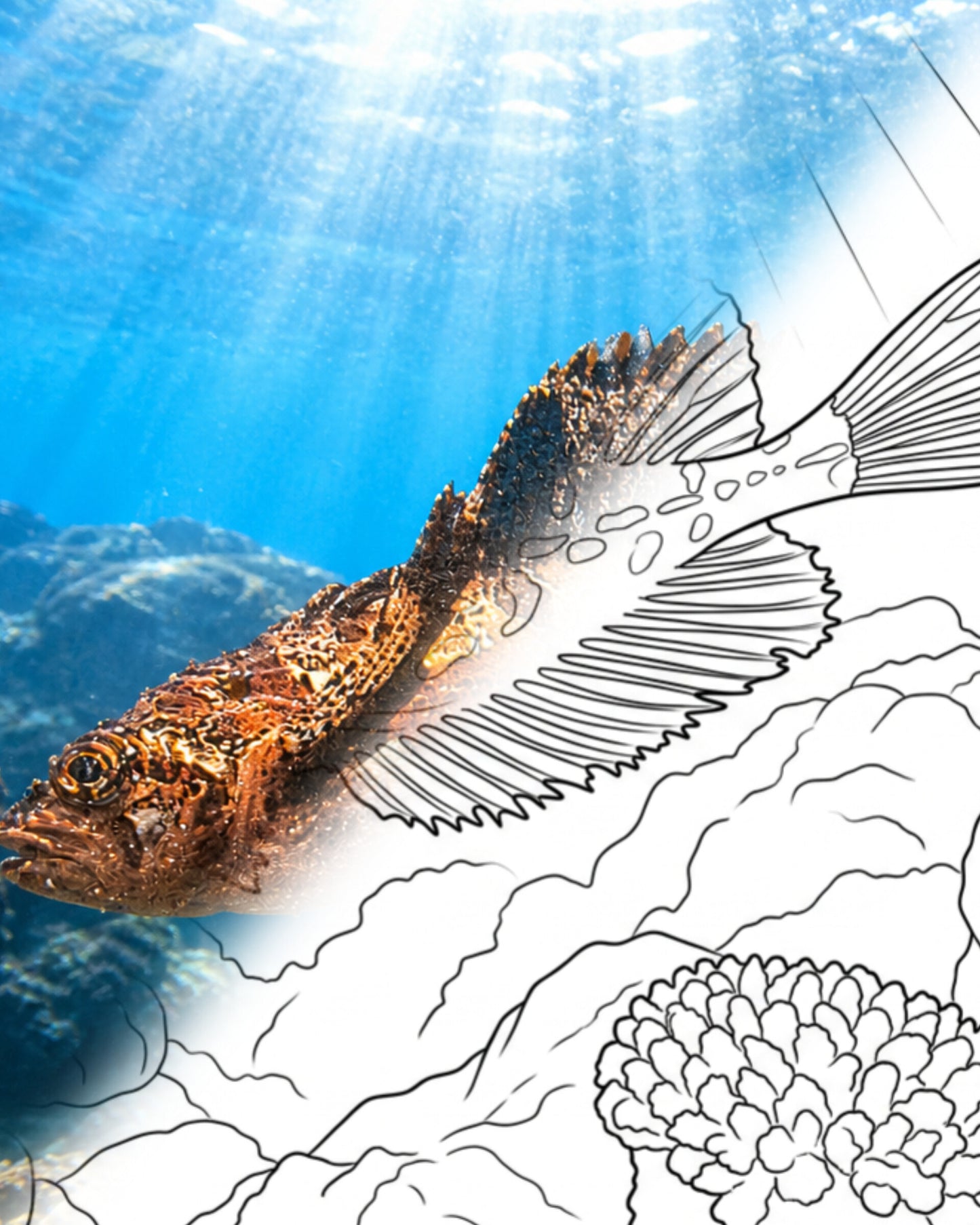 Blepsias Sculpin (Blepsias sp.) | Marine Explorer Färbeset