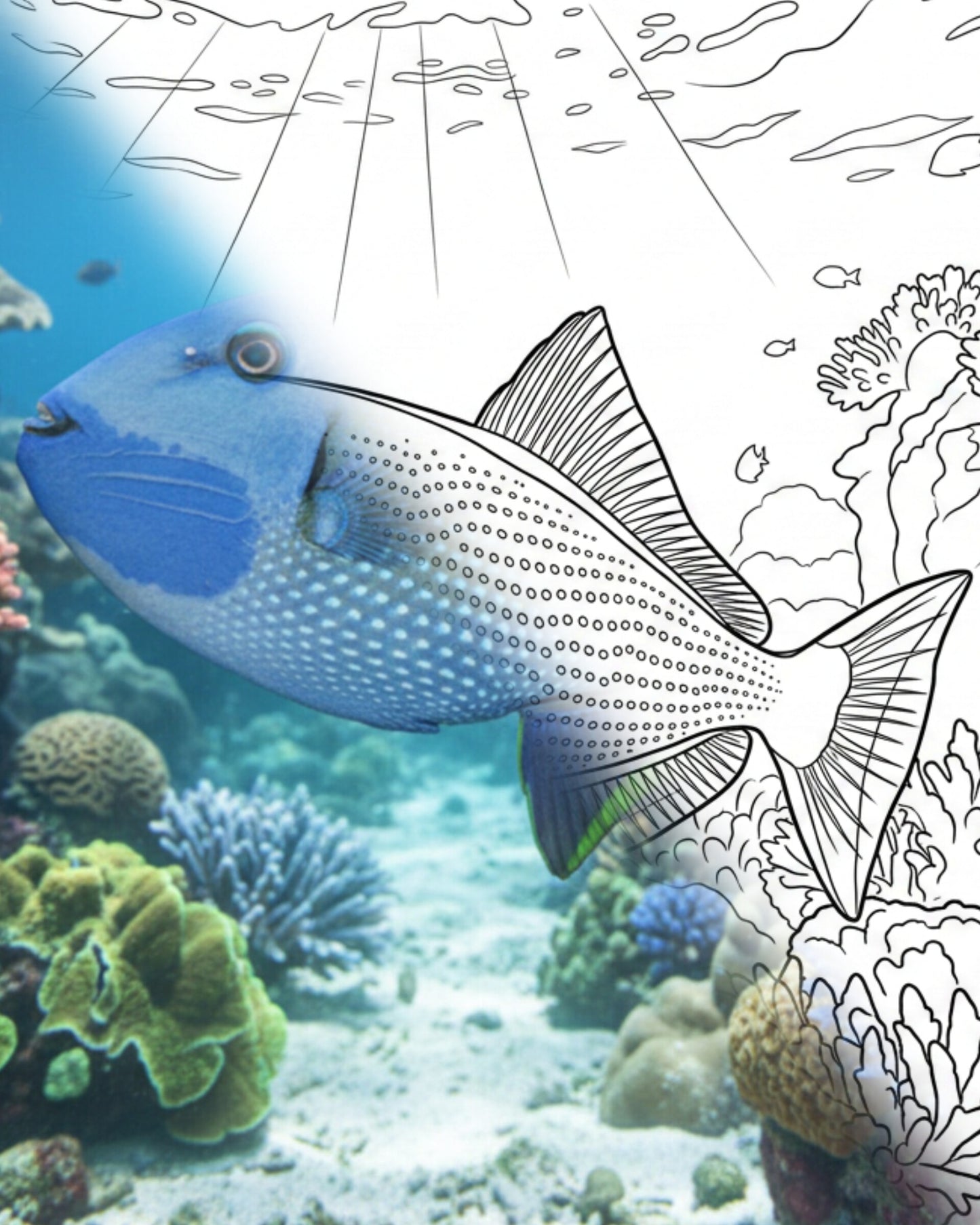 Bluechin Triggerfish (Xanthichthys auromarginatus) - Adult | Marine Explorer Coloring Kit
