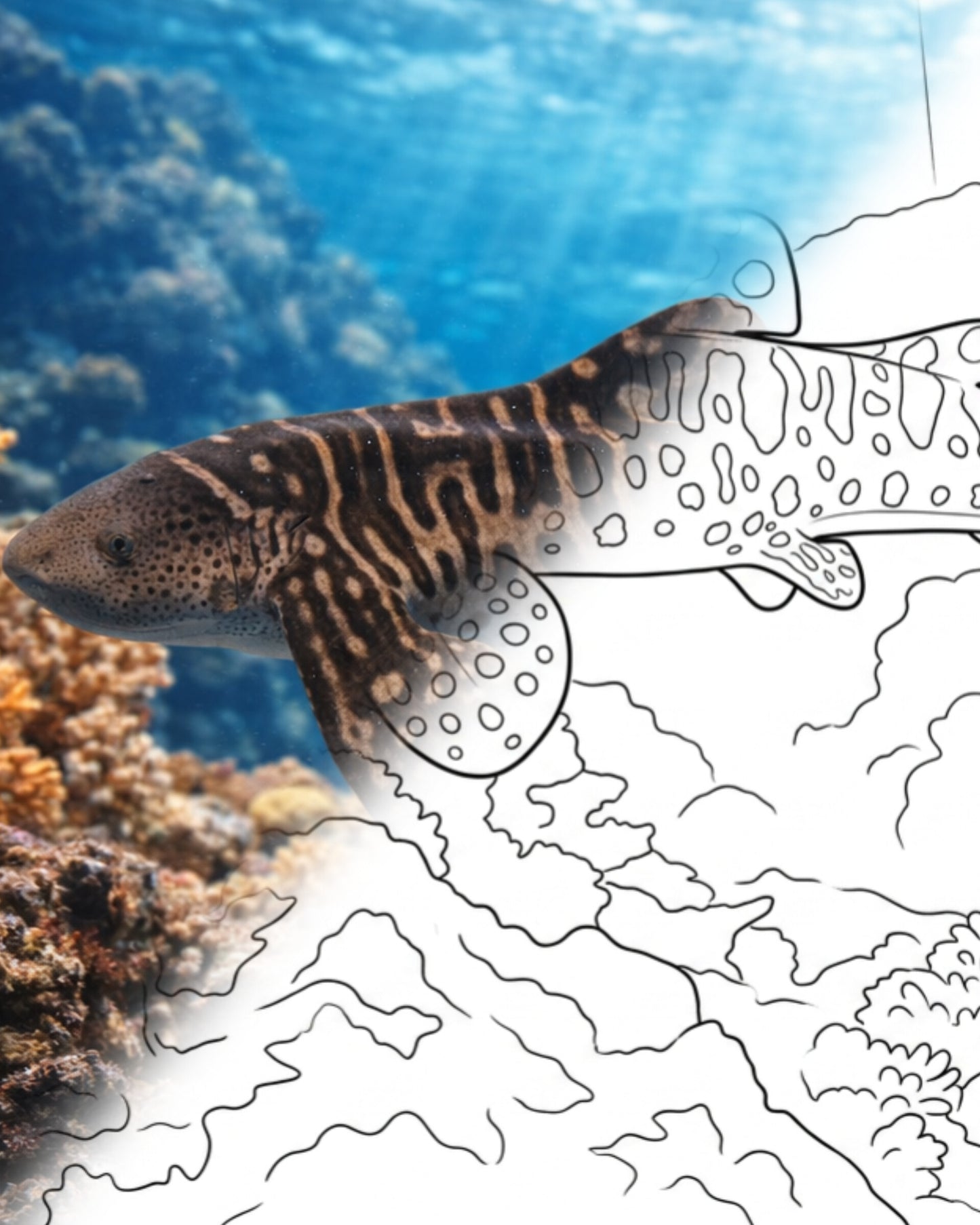 Tiburón cebra (Stegostoma varium) | Kit para colorear de Marine Explorer