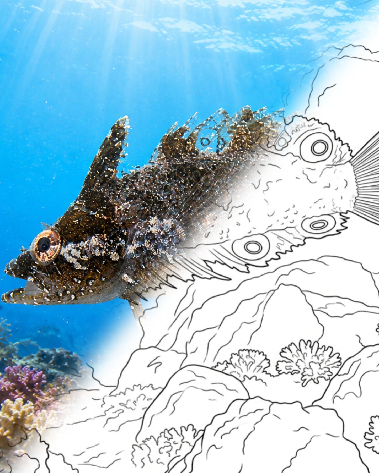 Marbled Blenny (Paraclinus marmoratus) | Marine Explorer Coloring Kit
