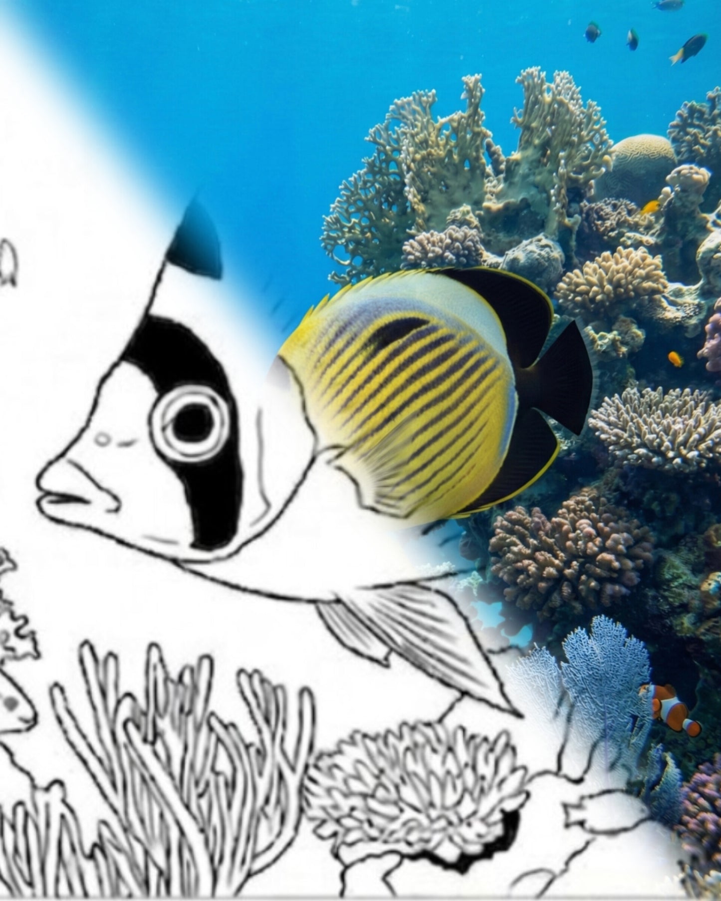 Exquisito pez mariposa (Chaetodon austriacus) | Kit para colorear de Marine Explorer