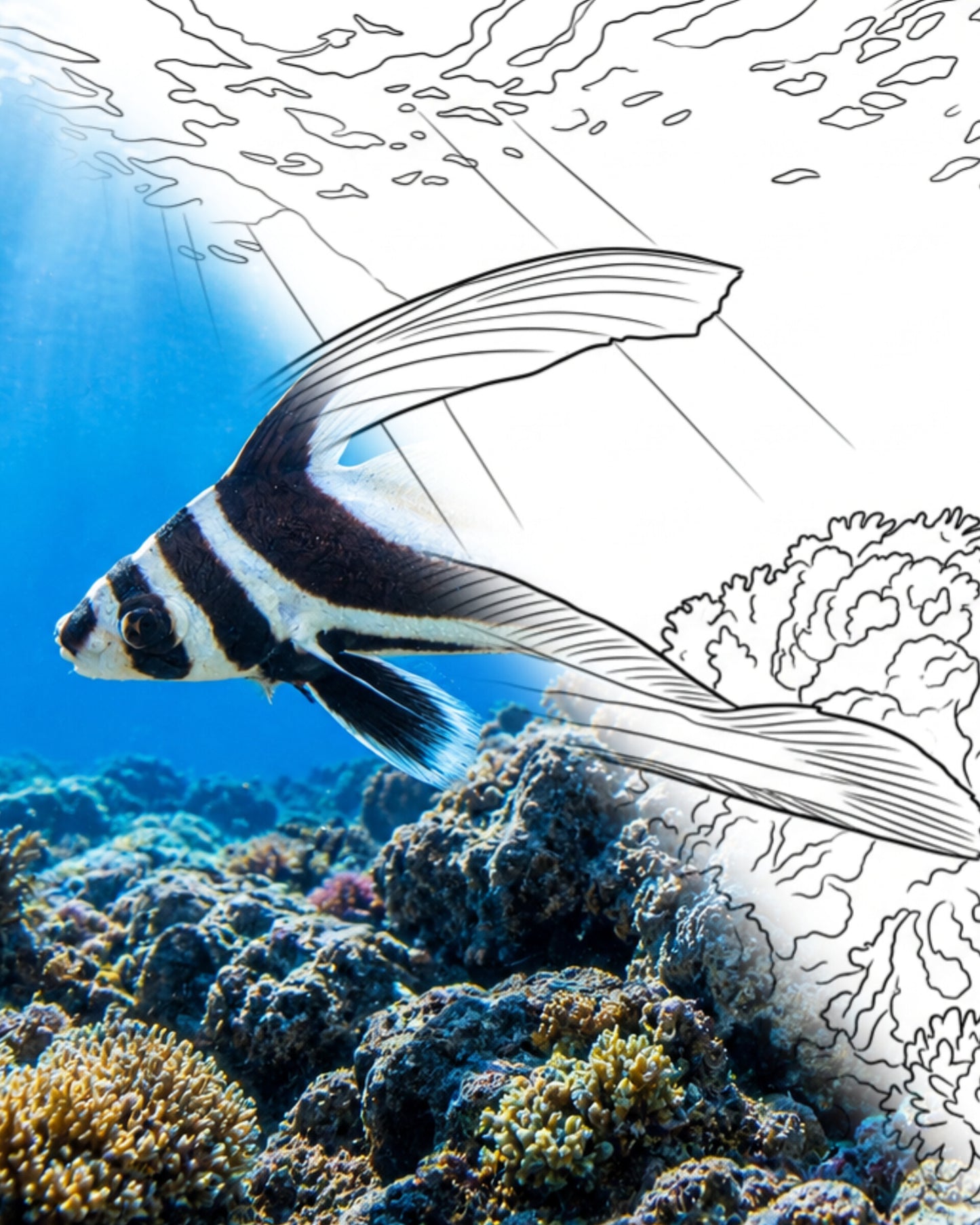 Fleckentrommel (Equetus punctatus) | Marine Explorer Färbeset