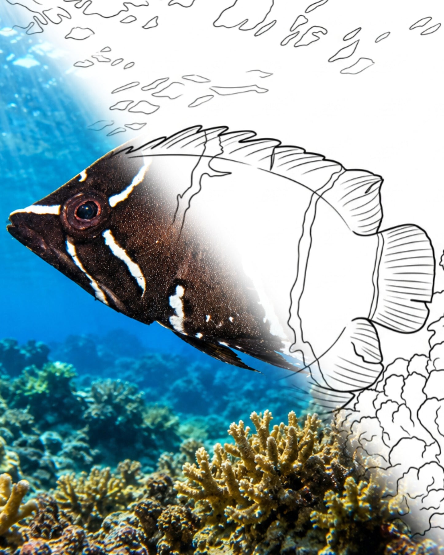 Sling-jaw Wrasse Juvenile (Epibulus insidiator) | Marine Explorer Coloring Kit