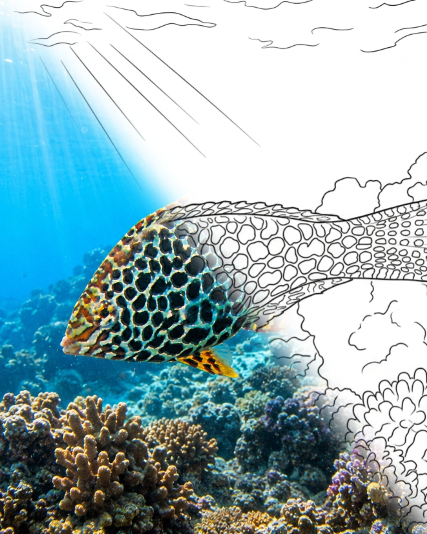 Guinea Fowl Wrasse (Macropharyngodon meleagris) | Marine Explorer Coloring Kit