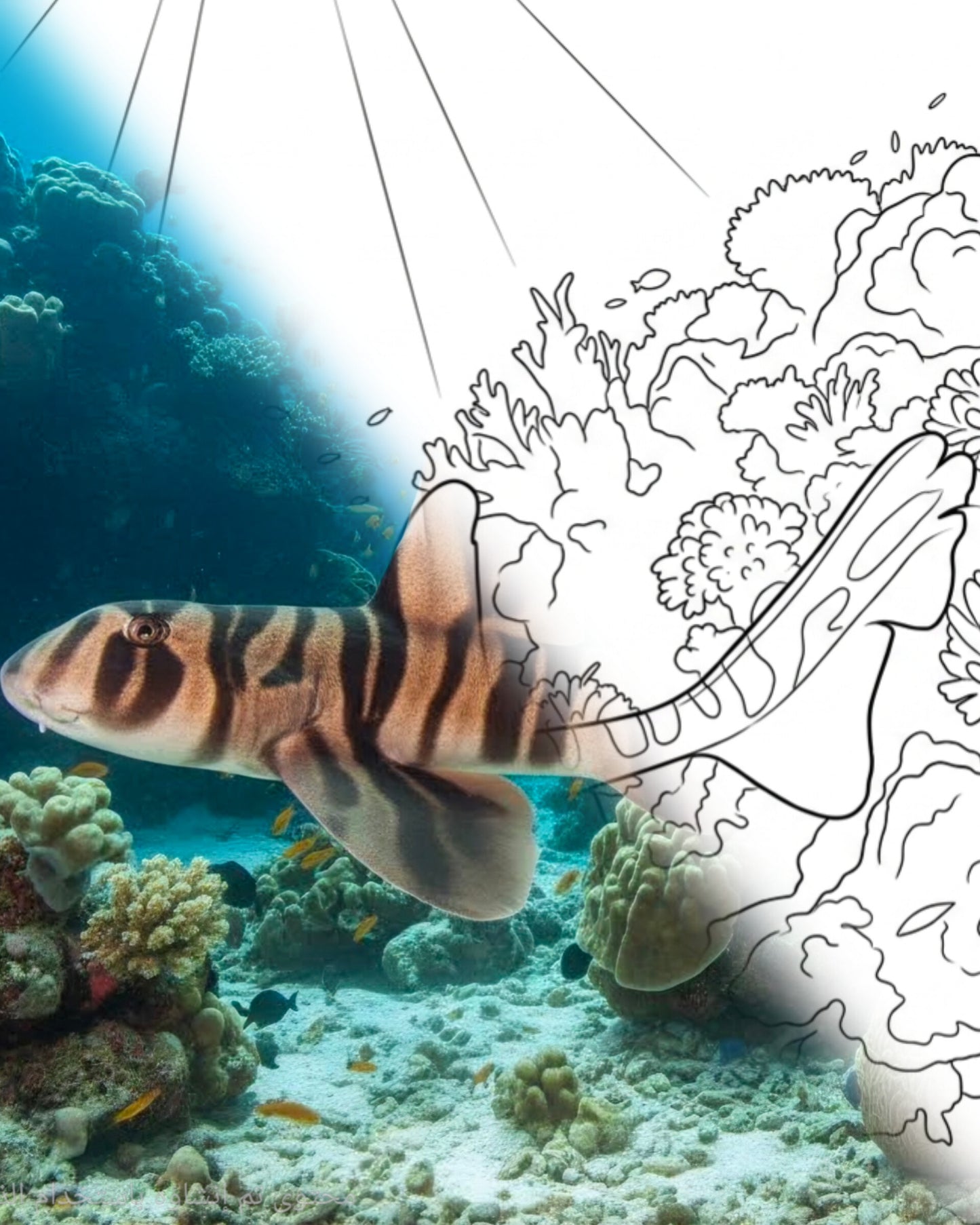 Zebra Bullhead Shark (Heterodontus zebra) | Marine Explorer Coloring Kit