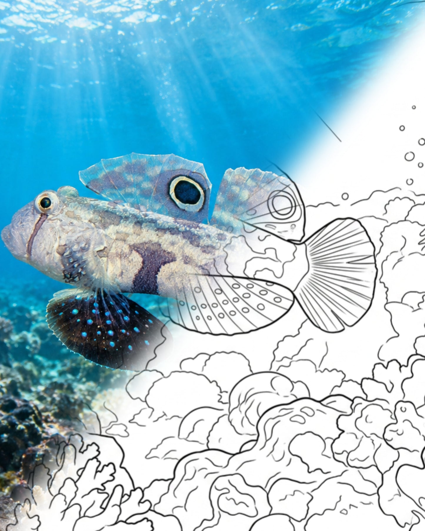 Twinspot Goby (Signigobius biocellatus) | Marine Explorer Coloring Kit