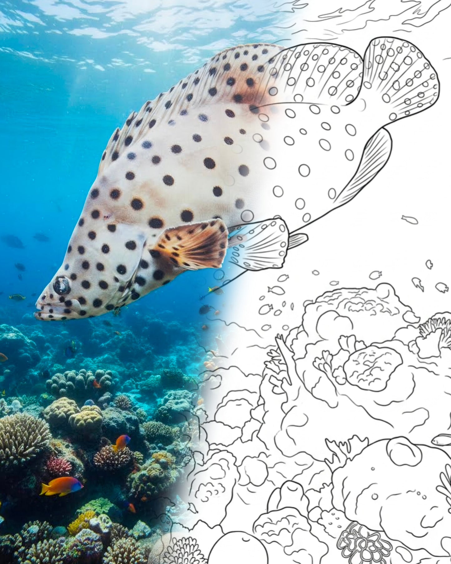Mero jorobado (Cromileptes altivelis) - Adulto | Kit para colorear de explorador marino