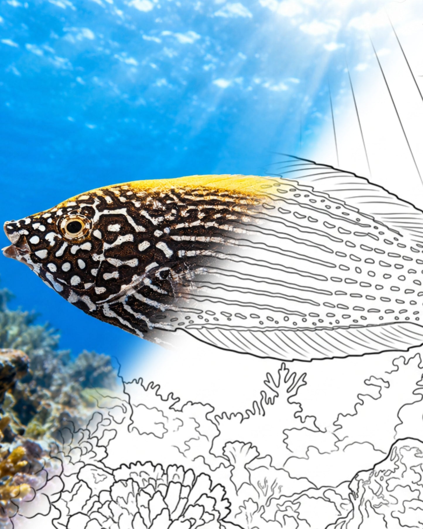 Blue-and-yellow Wrasse (Anampses lennardi) | Marine Explorer Coloring Kit