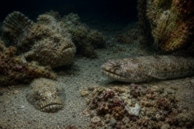 Hidden seafloor hunters including frogfish lizardfish toadfish and clingfish by CECOZ