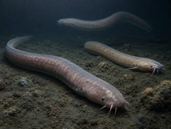 Jawless fishes and hagfish educational marine illustration by CECOZ