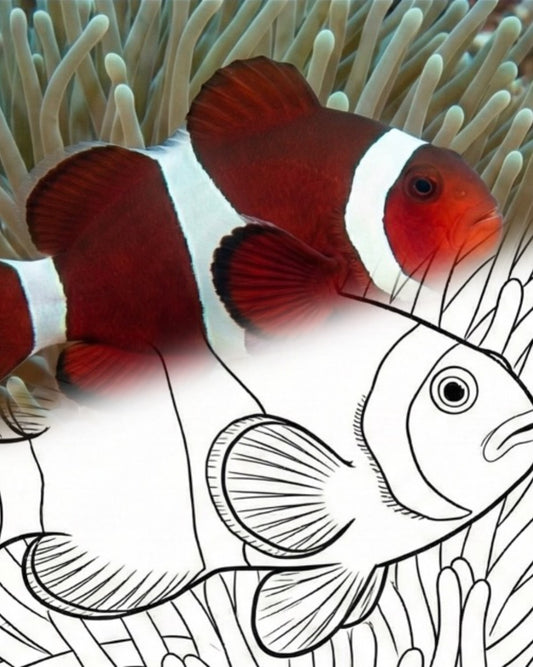 Maroon Clownfisch (Premnas biaculeatus) | Marine Explorer Färbeset