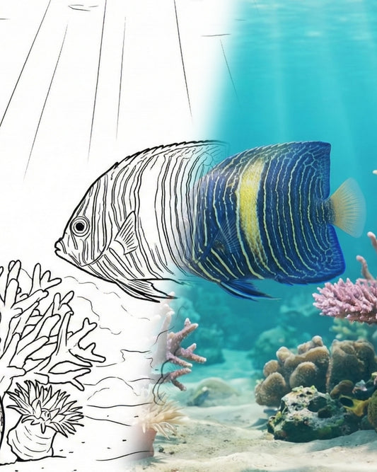 Gelbbarsch-Kaiserfisch (Pomacanthus maculosus) - Jungtier | Marine Explorer Färbeset