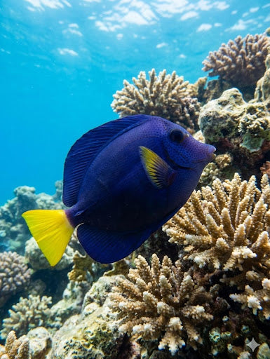 Purple Tang (Zebrasoma xanthurum) - 4k Digital Art