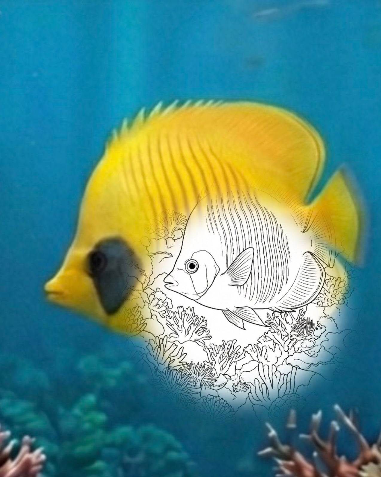 Goldener Falterfisch (Chaetodon semilarvatus) | Marine Explorer Färbeset