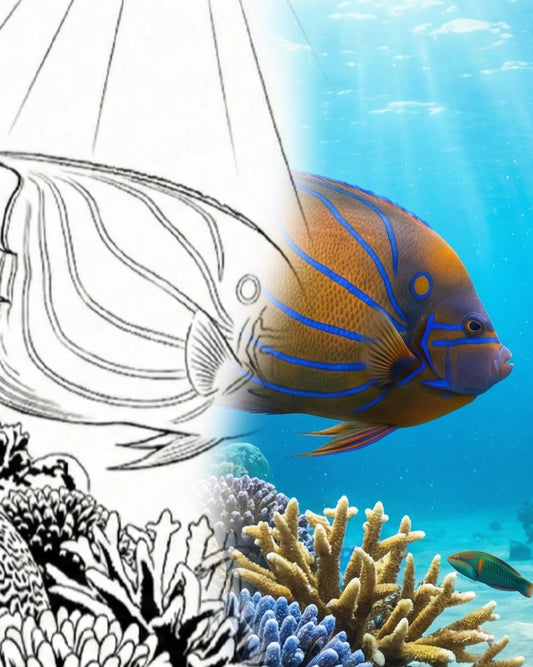 Blauer Ring-Kaiserfisch (Pomacanthus annularis)-Erwachsener | Marine Explorer Färbeset
