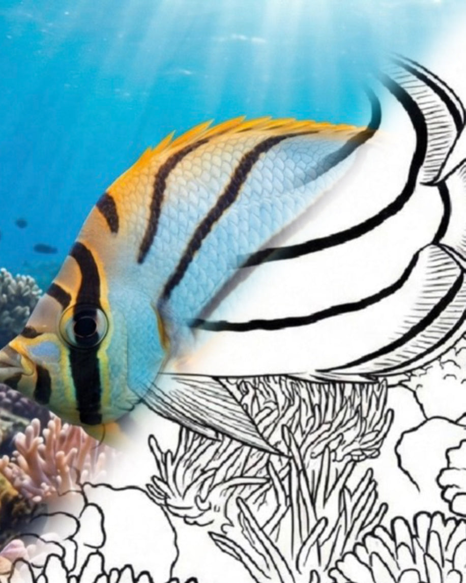 Meyer's Butterflyfish (Chaetodon meyeri) | Marine Explorer Coloring Kit