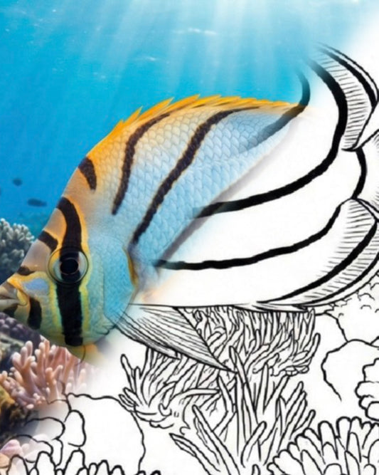 Meyer's Falterfisch (Chaetodon meyeri) | Marine Explorer Färbeset
