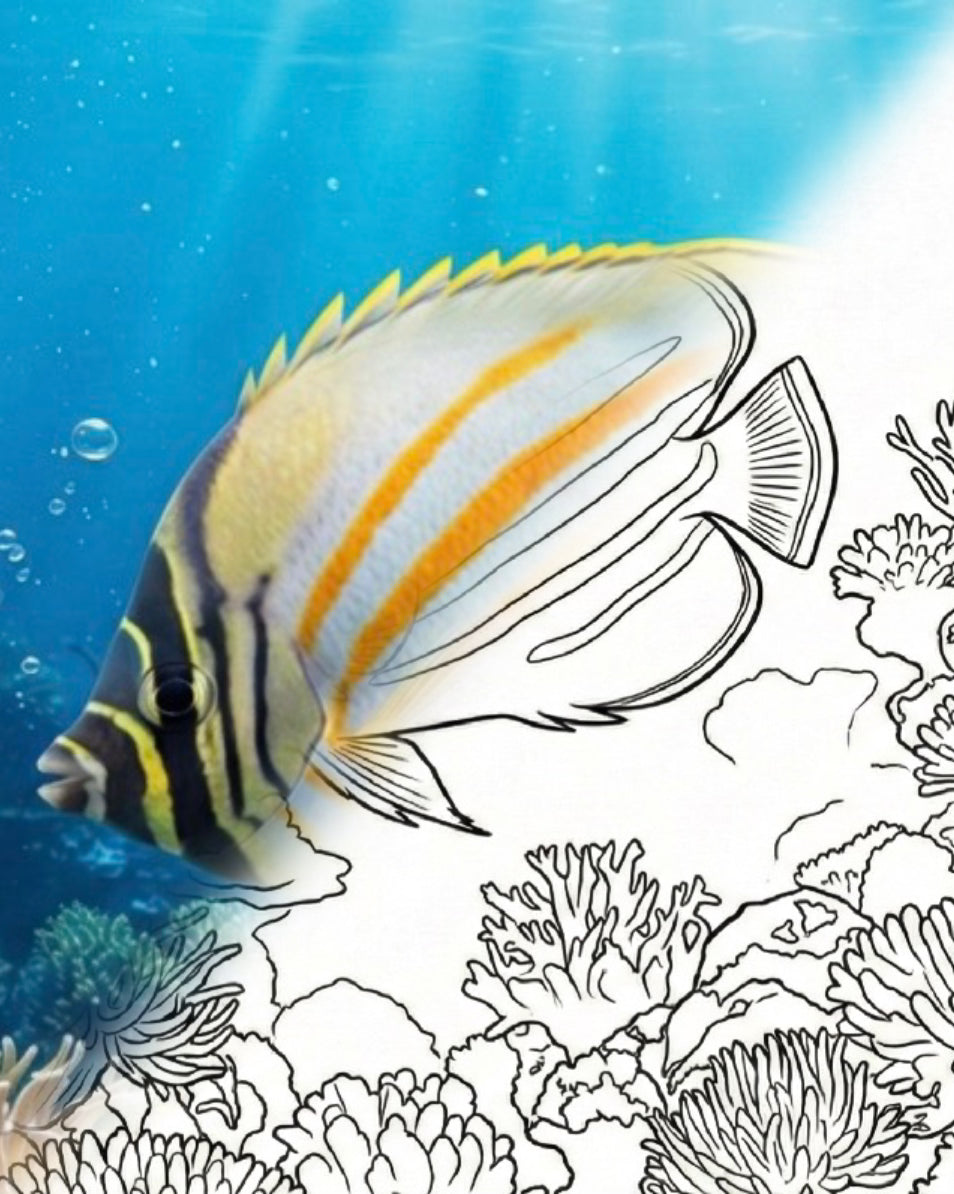 Ornate Butterflyfish (Chaetodon ornatissimus) | Marine Explorer Coloring Kit