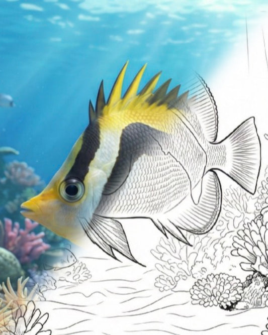 Sensenfalterfisch (Chaetodon falcifer) | Marine Explorer Färbeset