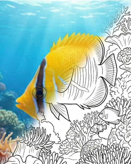 Bennett's Falterfisch (Chaetodon bennetti) | Marine Explorer Färbeset